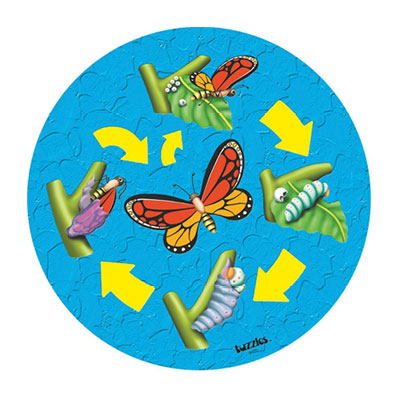 Life Cycle Life Cycle