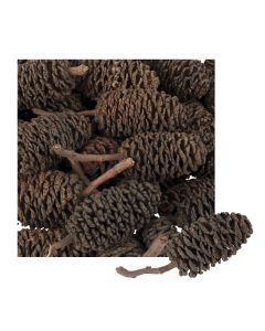 Discovery -Bud Cones