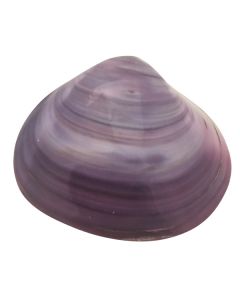 Tok Shell 5 Pieces