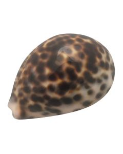 Kowok Shell 5 Pieces