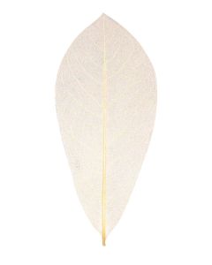 Leaves Skeleton Natural Pk100