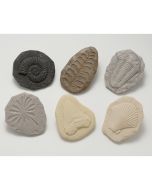 Let's Investigate Fossils Pack of 8