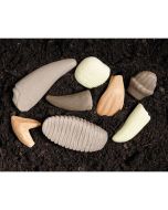 Let's Investigate Prehistoric Teeth Set of 8