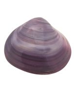 Tok Shell 5 Pieces
