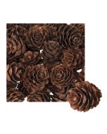 Discovery -Mini Pine Cones
