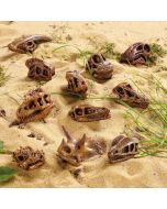Replica Dinosaur Skulls Pack of 11